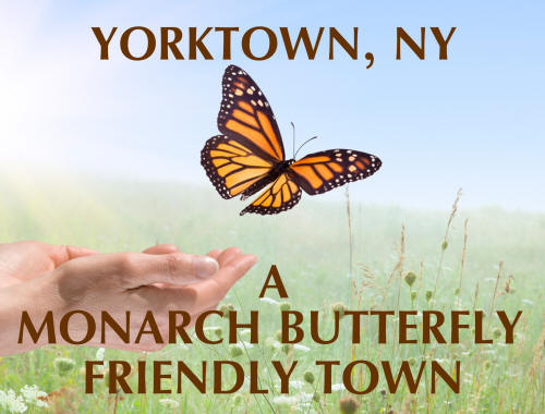 Yorktown Monarch Butterfly Poster